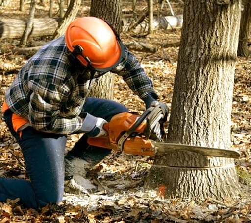 Tree Removal in Adamant, VT
